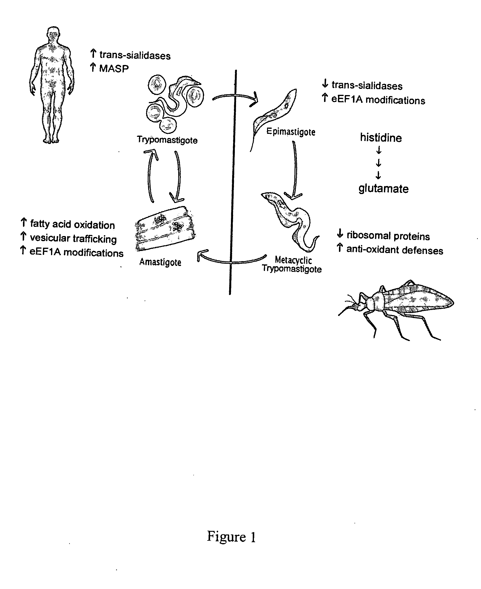 Trypanosoma cruzi proteome compositions and methods