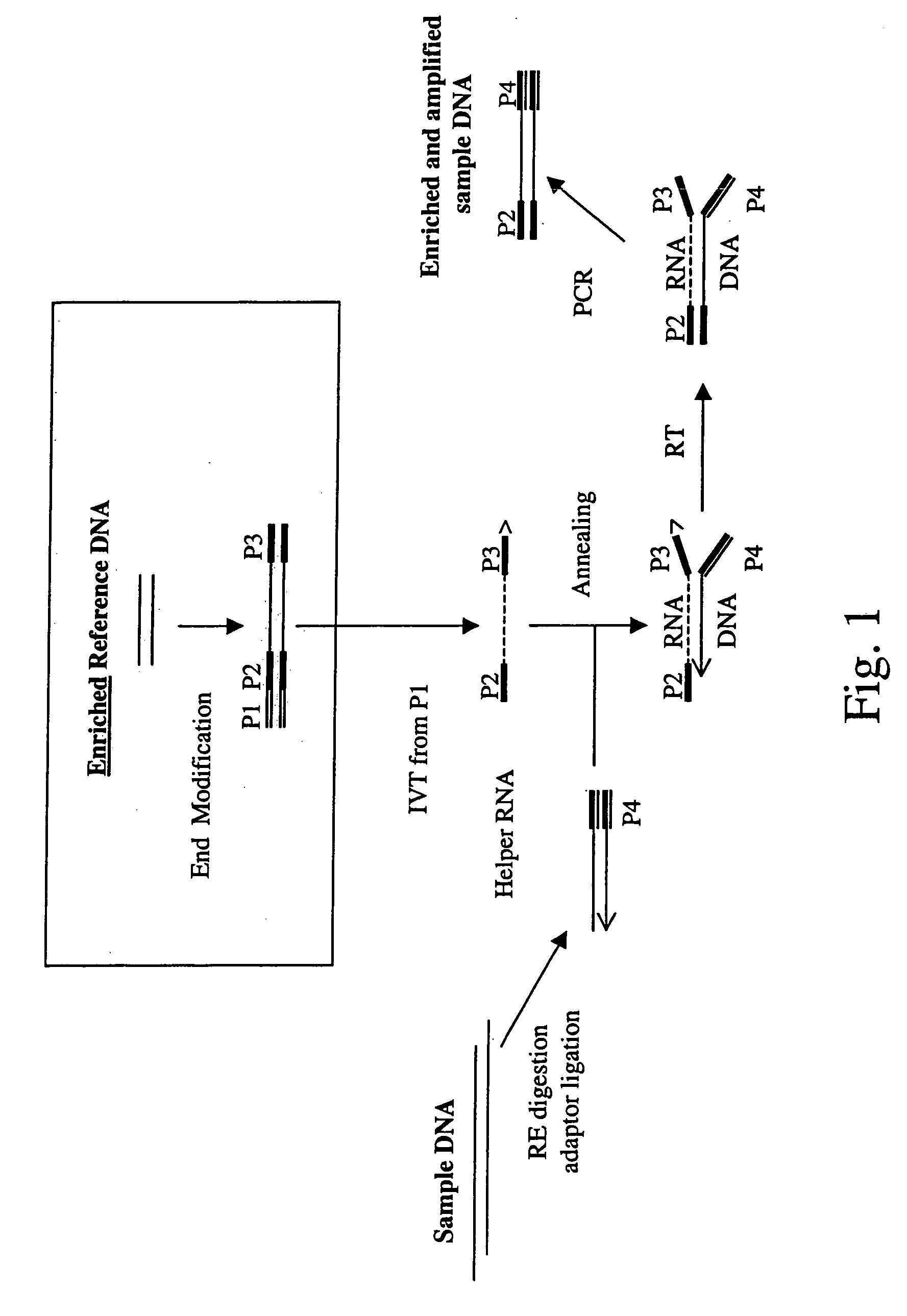 Method of target enrichment and amplification