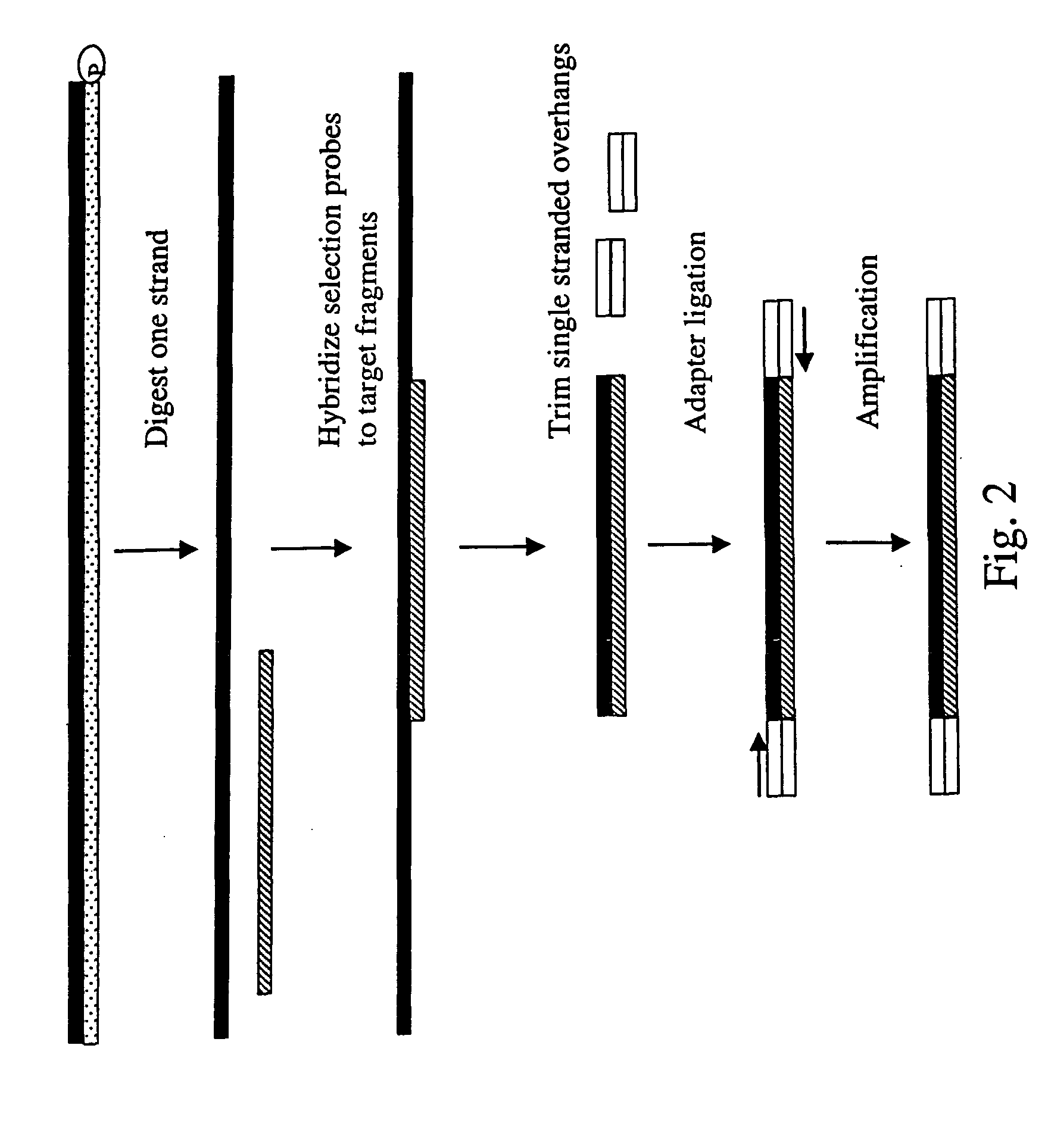 Method of target enrichment and amplification