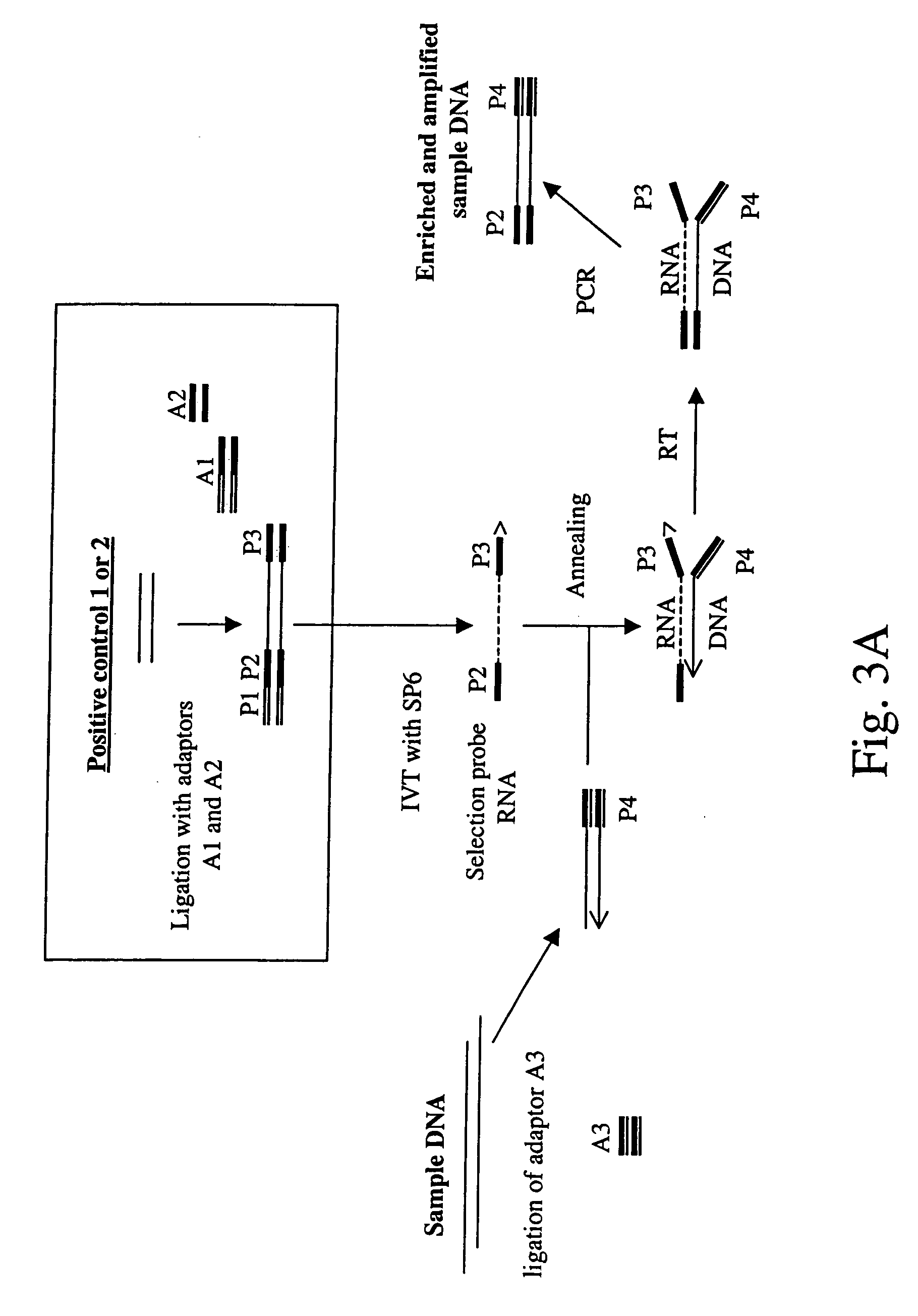 Method of target enrichment and amplification