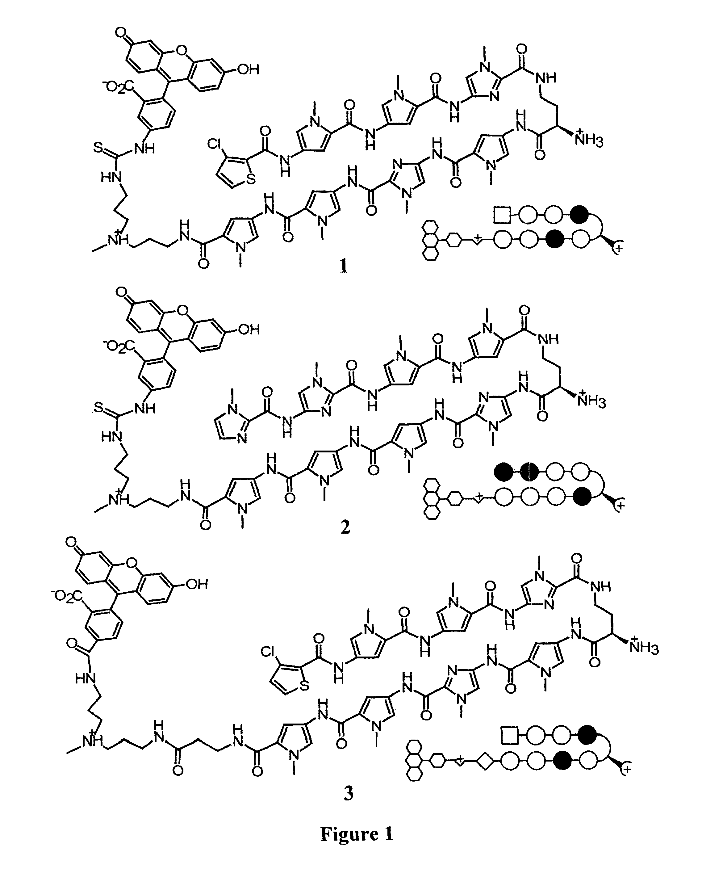 Polyamides with tail structures capable of binding DNA