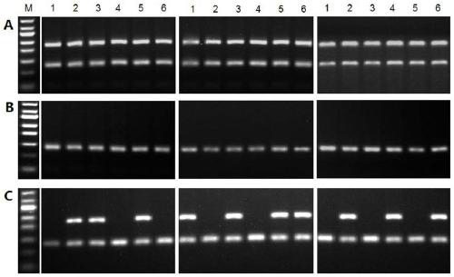 Screening of schistosoma japonicum W chromosome specific gene and application thereof in cercaria sex identification