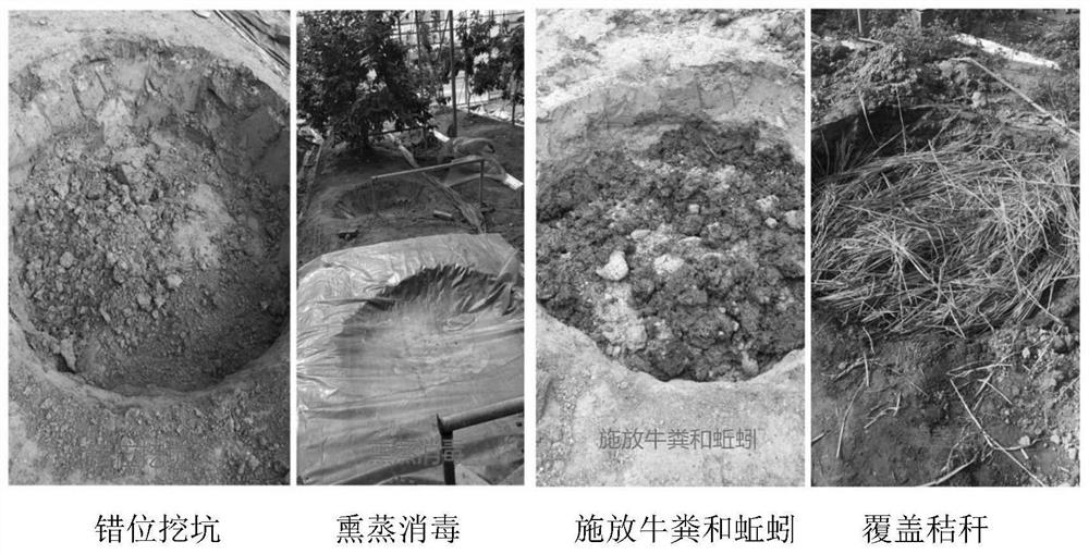 Replanting method of double cropping sweet cherry orchard in southern warm and humid area