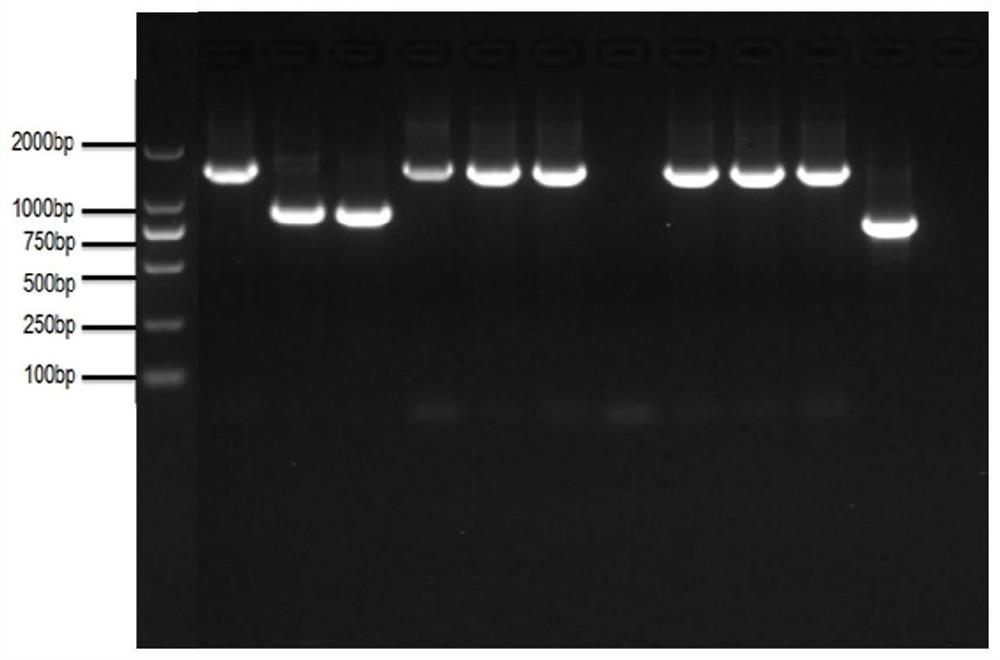Recombinant lactic acid bacteria strain expressing chicken infectious bursal virus vp2 protein and Salmonella outer membrane protein and application thereof