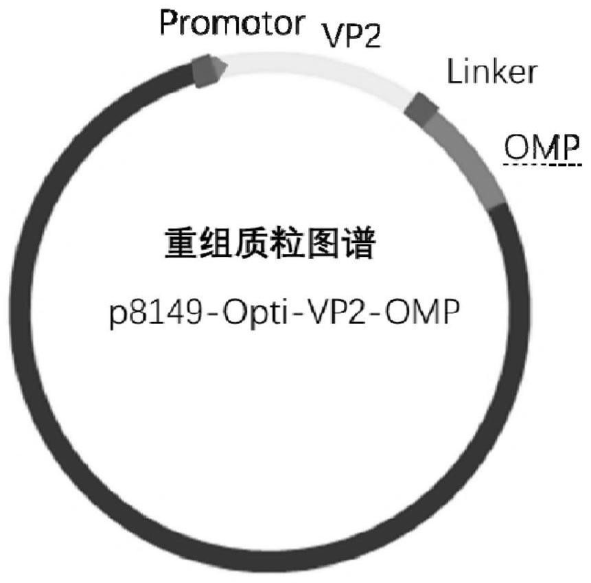 Recombinant lactic acid bacteria strain expressing chicken infectious bursal virus vp2 protein and Salmonella outer membrane protein and application thereof