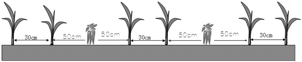 Corn and pepper complex three-dimensional ecological intercropping planting method