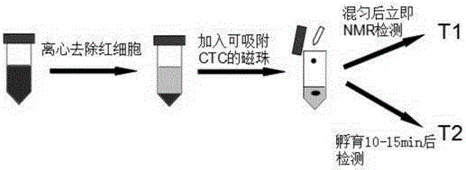 A rapid detection method for rare cells based on magnetic microbeads without transfer in low-field NMR