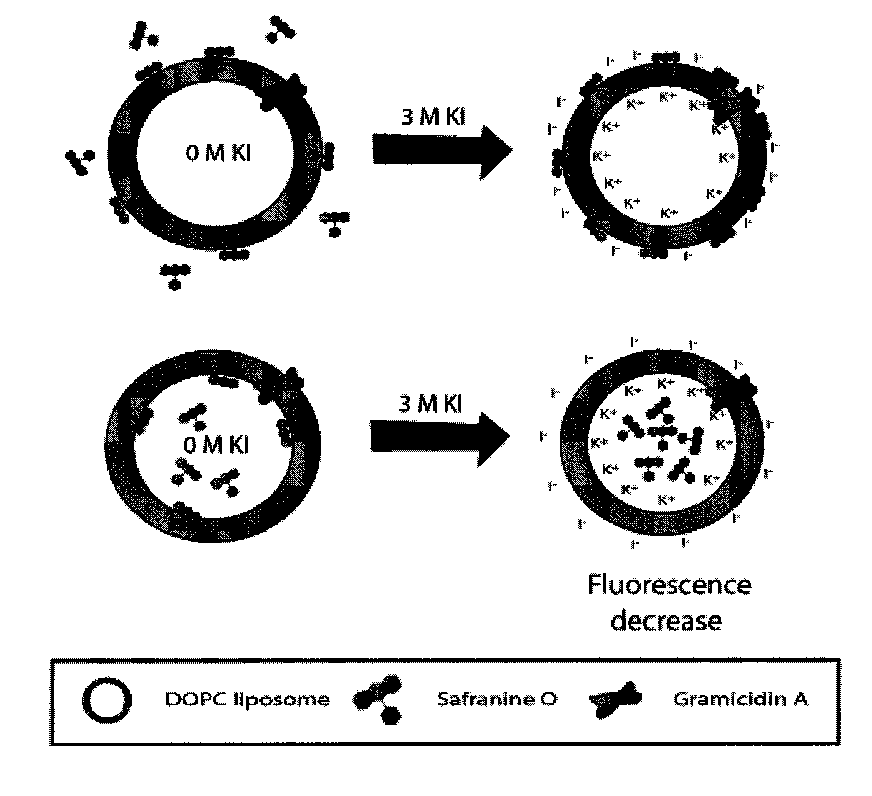 Method of immobilizing membrane-associated molecules