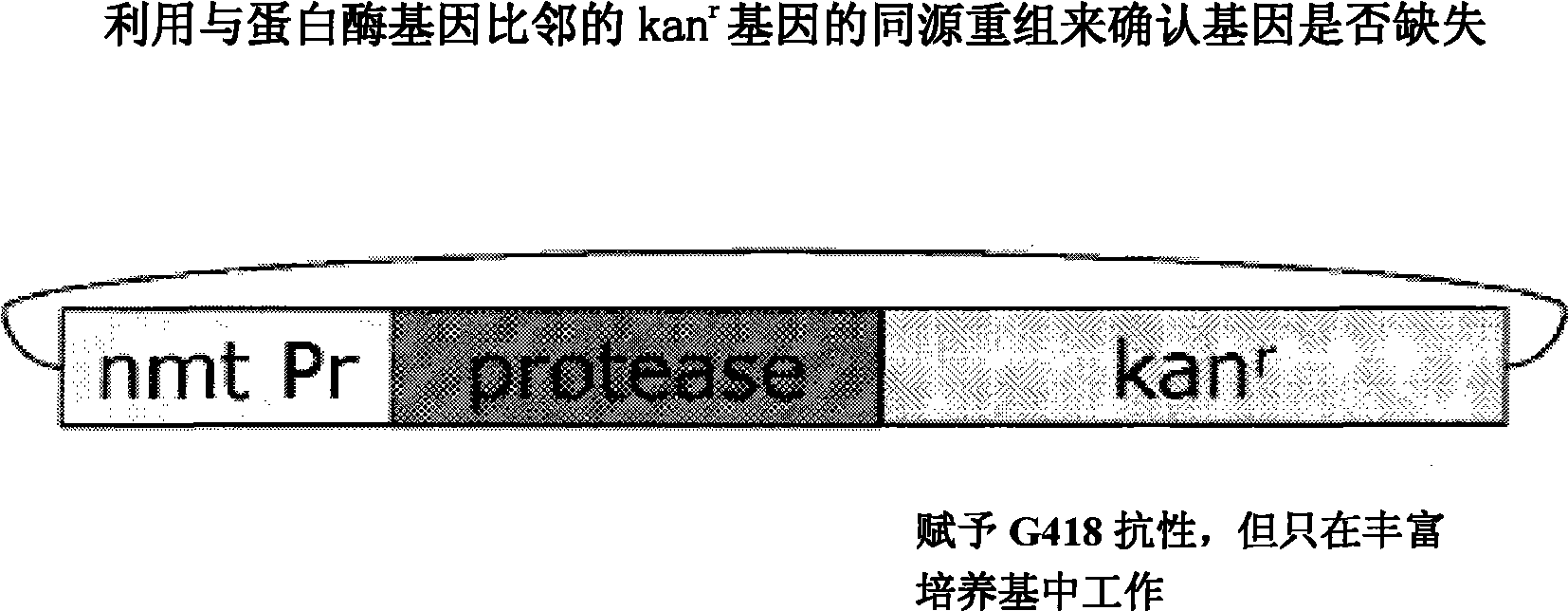 System and compositions for isolating suppressors of HIV-1 protease