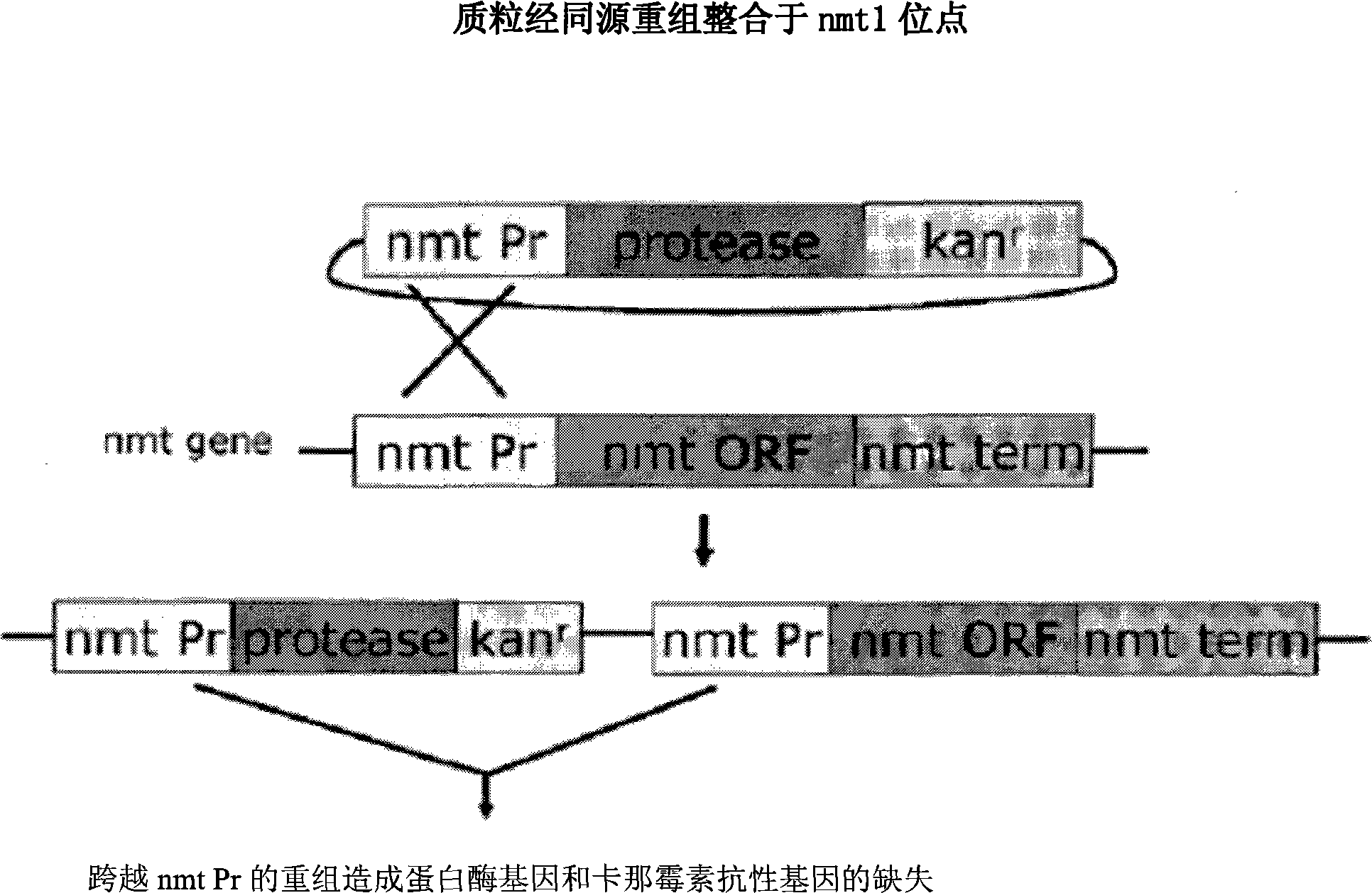 System and compositions for isolating suppressors of HIV-1 protease