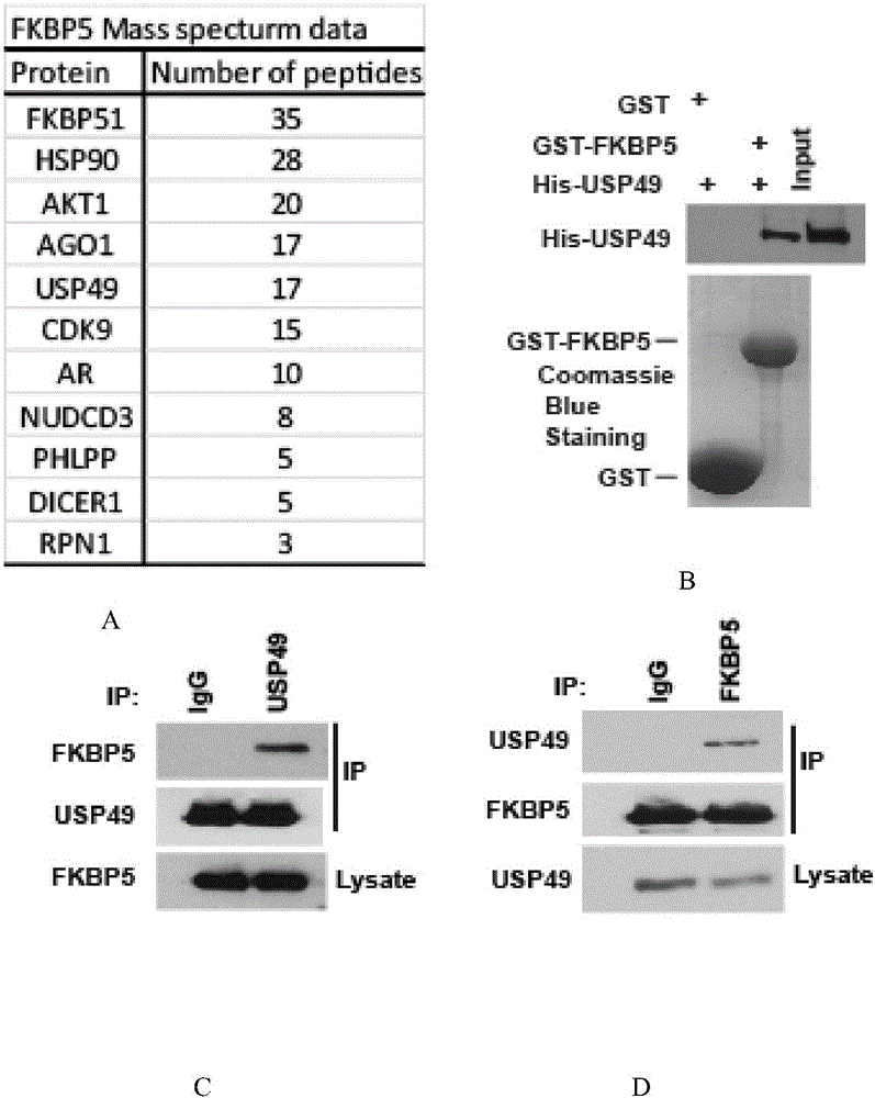 Application of USP 49 (ubiquitin-specific protease 49)