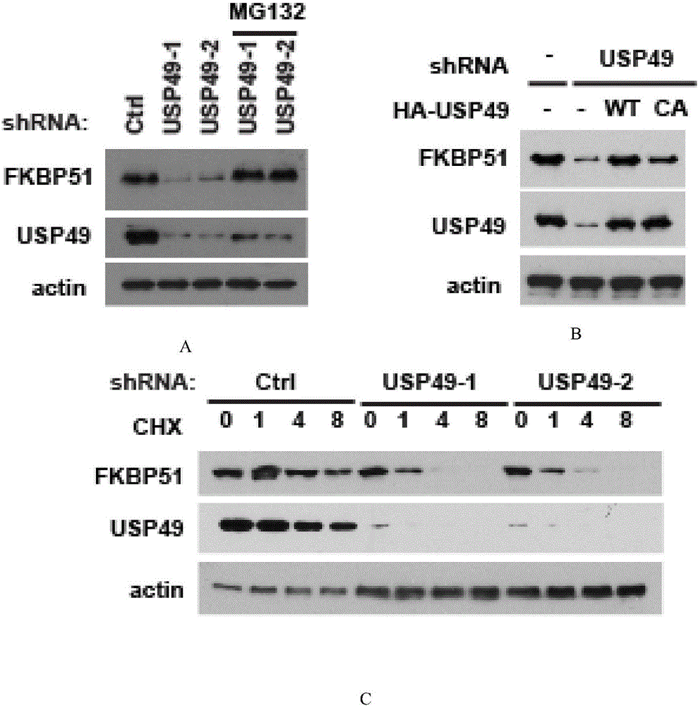 Application of USP 49 (ubiquitin-specific protease 49)