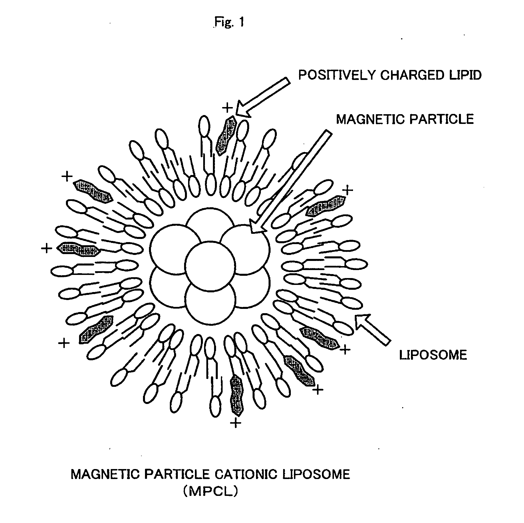Cell culture method and cultured tissue