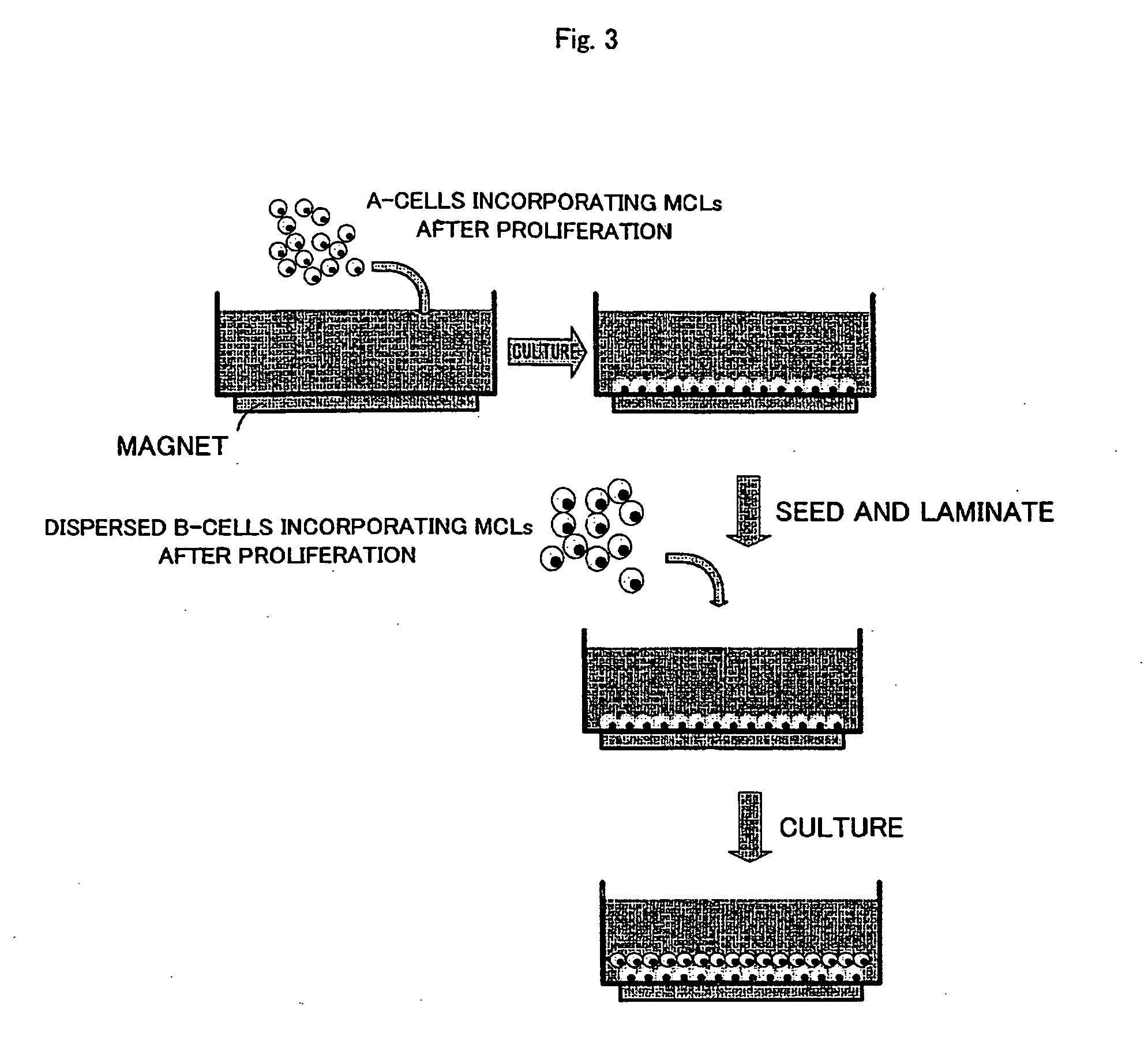 Cell culture method and cultured tissue