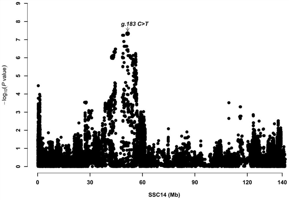 A kind of SNP molecular marker related to the remaining feed intake of pigs and its application