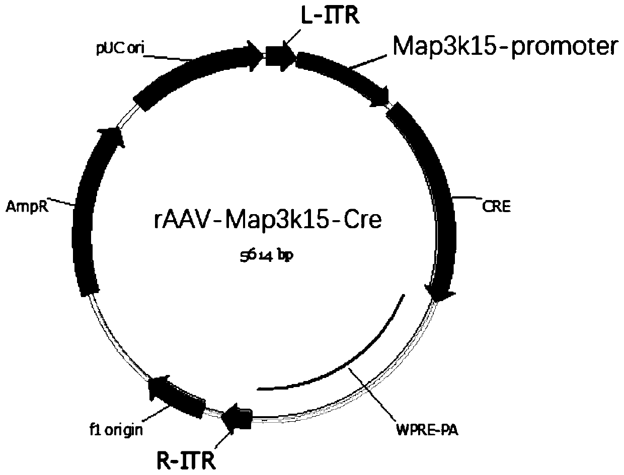 Construction method and application of AAV vector for specific expression of CRE in mouse hippocampus CA2 region