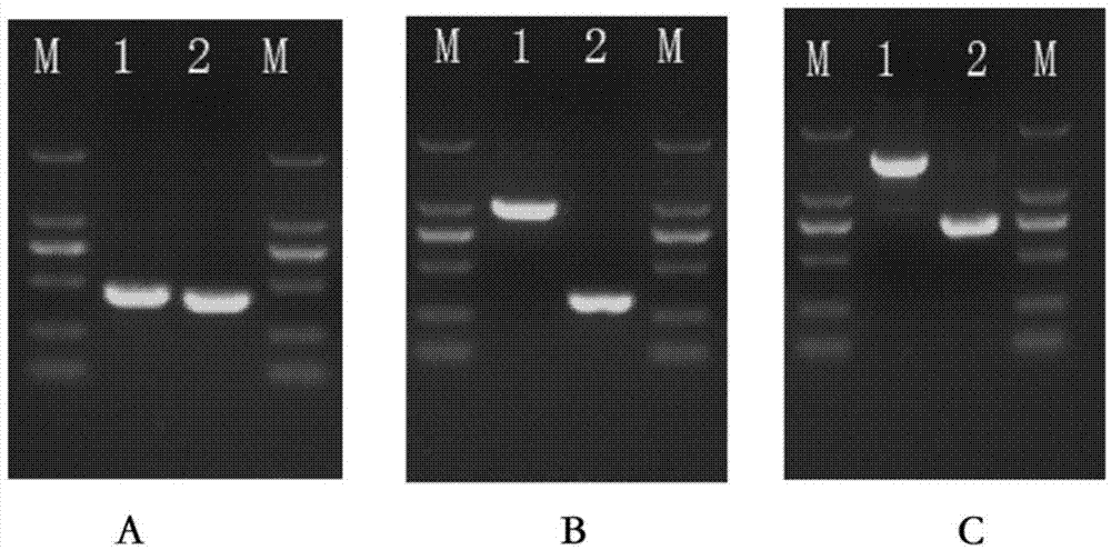 Monoclonal antibody of antiplague bacillus F1 antigen and application of monoclonal antibody