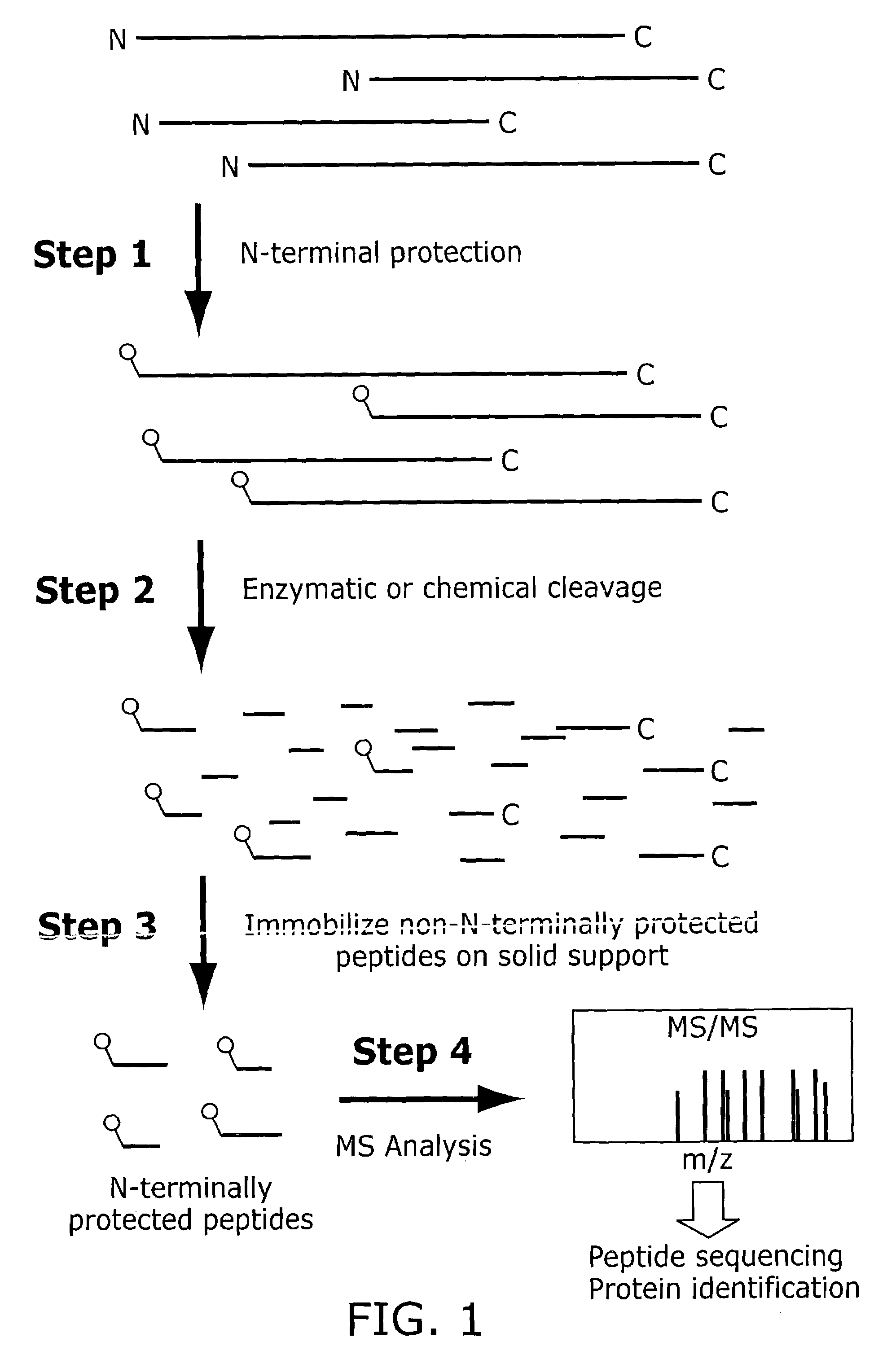 Method of identifying peptides in a proteomic sample