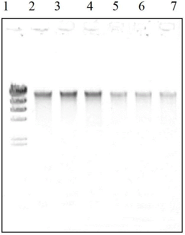 Method for extracting nucleic acid from activated carbon biological membranes in drinking water treatment