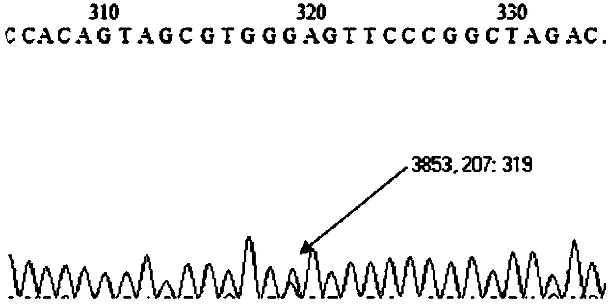 Primers and method for detecting related gene SNP (single nucleotide polymorphism) sites of metformin-individualized medications