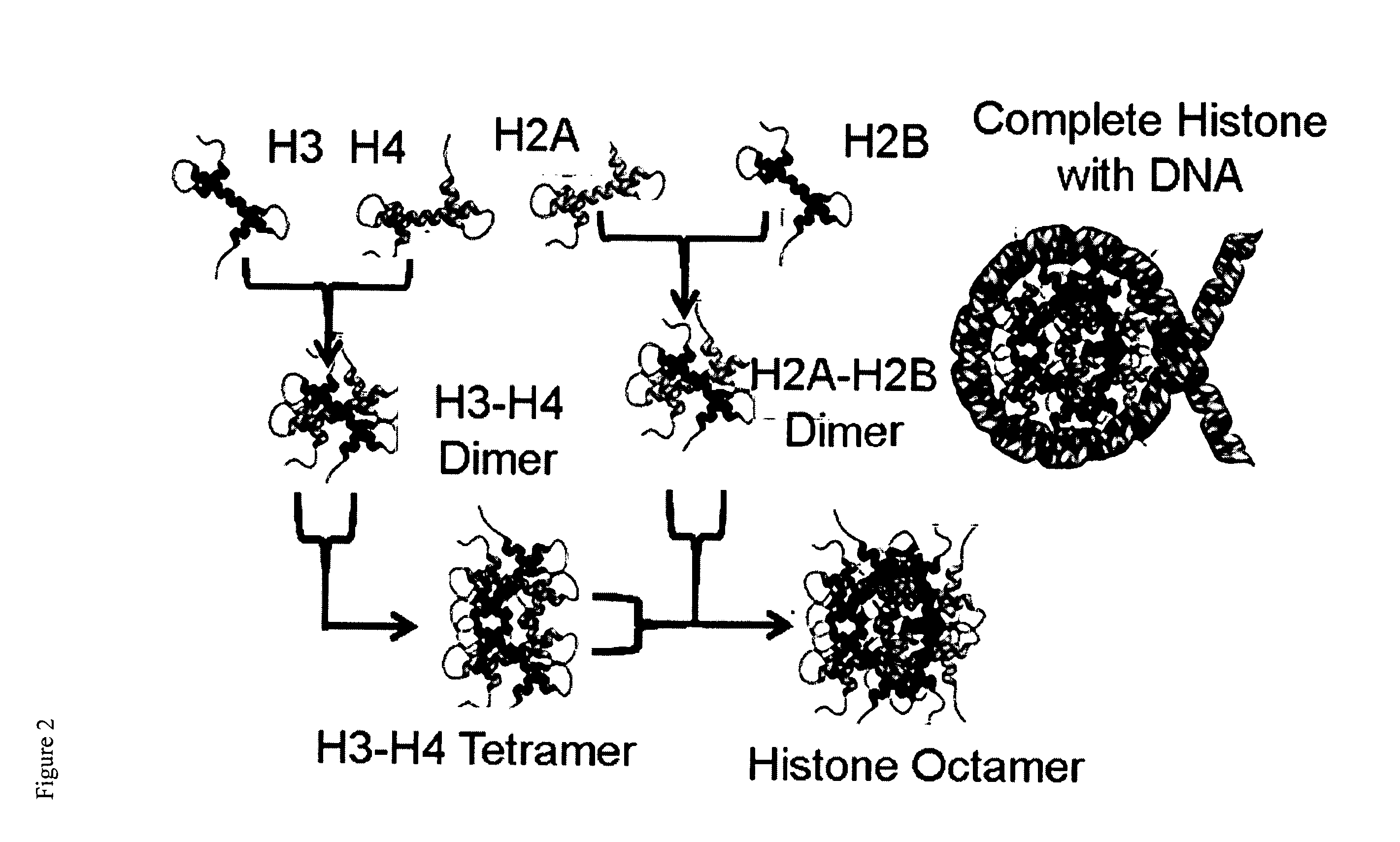 Metal complexes having dual histone deacetylase inhibitory and DNA-binding activity