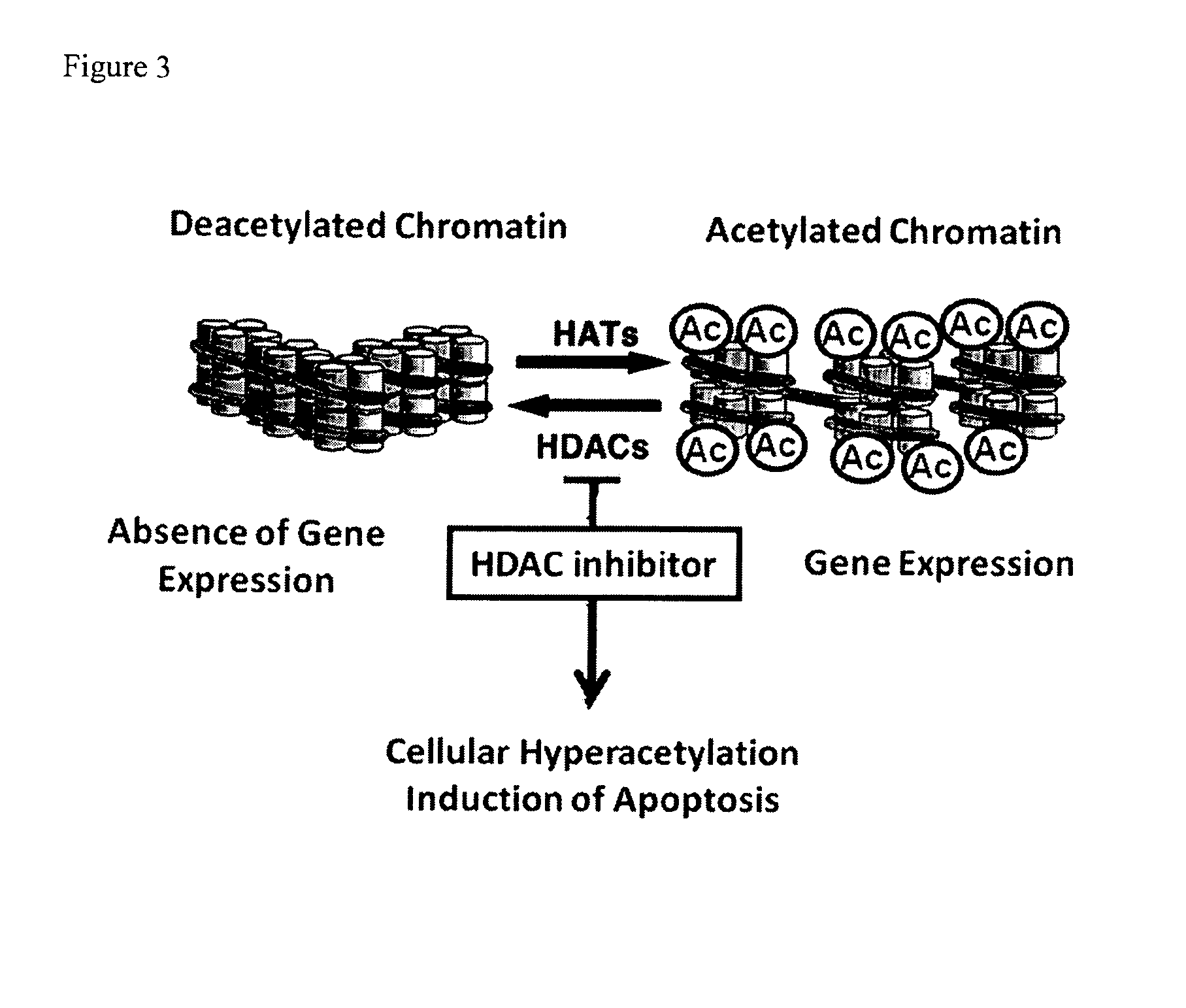 Metal complexes having dual histone deacetylase inhibitory and DNA-binding activity