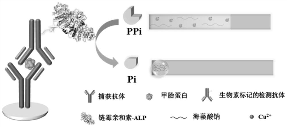 Alkaline phosphatase or alpha fetoprotein detection method based on copper ion response pyrophosphate radical