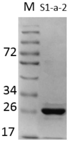 7α-hydroxysteroid dehydrogenase gene s1-a-2