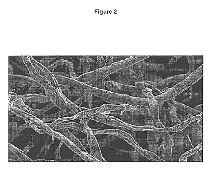 Superabsorbent cellulosic fiber and method of making same