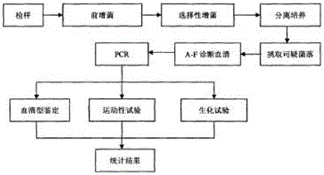 Feed additive compound essential oil for preventing diarrhea of pigeons as well as preparation method and application of essential oil