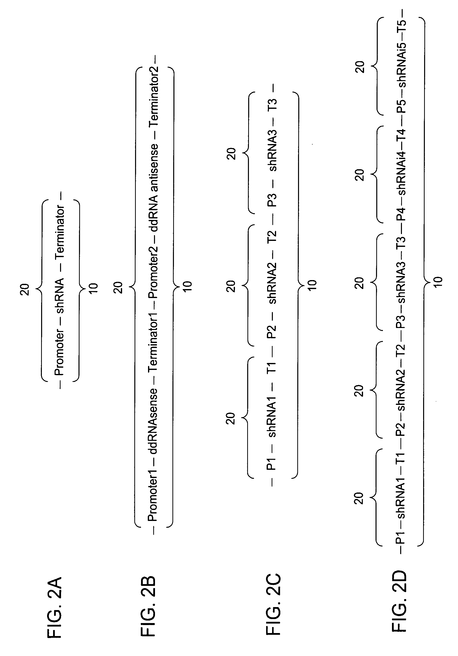 Modulation of hair growth