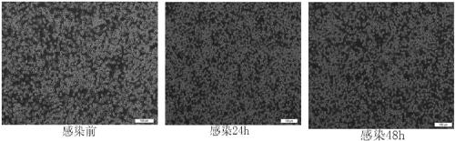 Method for preparing chicken akirin2 protein using insect cell expression system