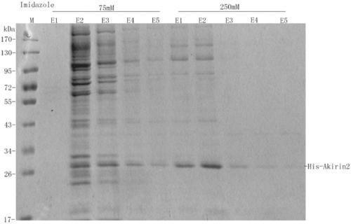 Method for preparing chicken akirin2 protein using insect cell expression system