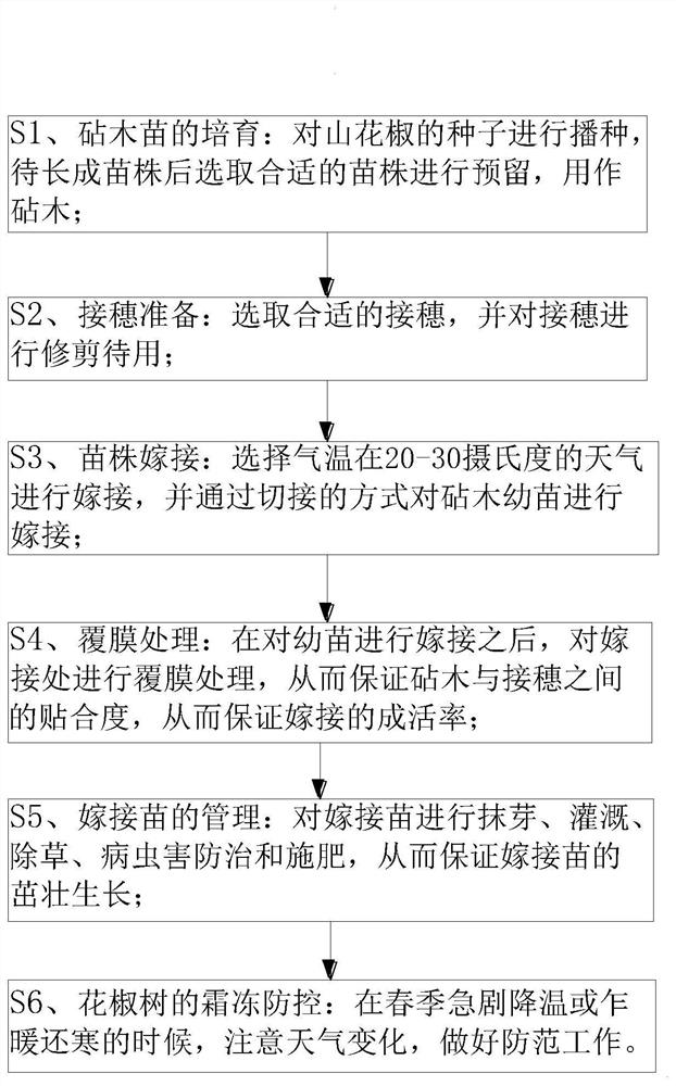 Grafting cultivation method for stingless pepper planting