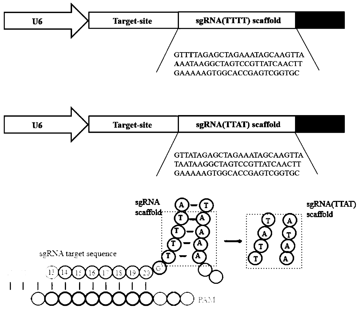 High-activity sgRNA framework having two mutated basic groups, sgRNA framework carrier and application of sgRNA framework carrier