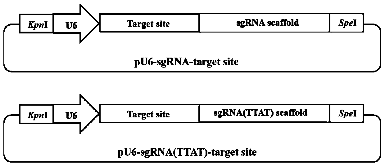 High-activity sgRNA framework having two mutated basic groups, sgRNA framework carrier and application of sgRNA framework carrier