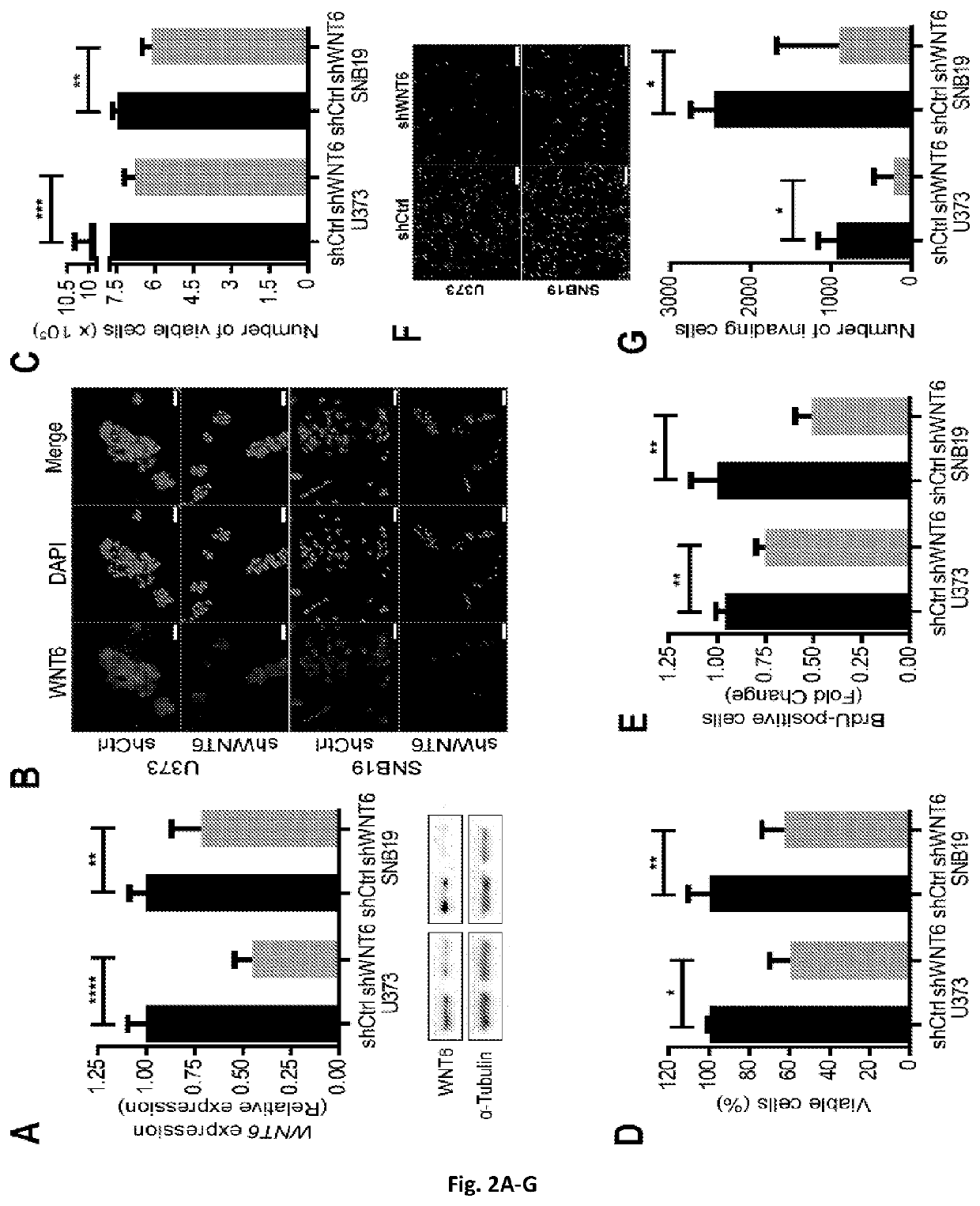 Wnt6 as glioblastoma oncogenic biomarker, and uses of inhibitors thereof