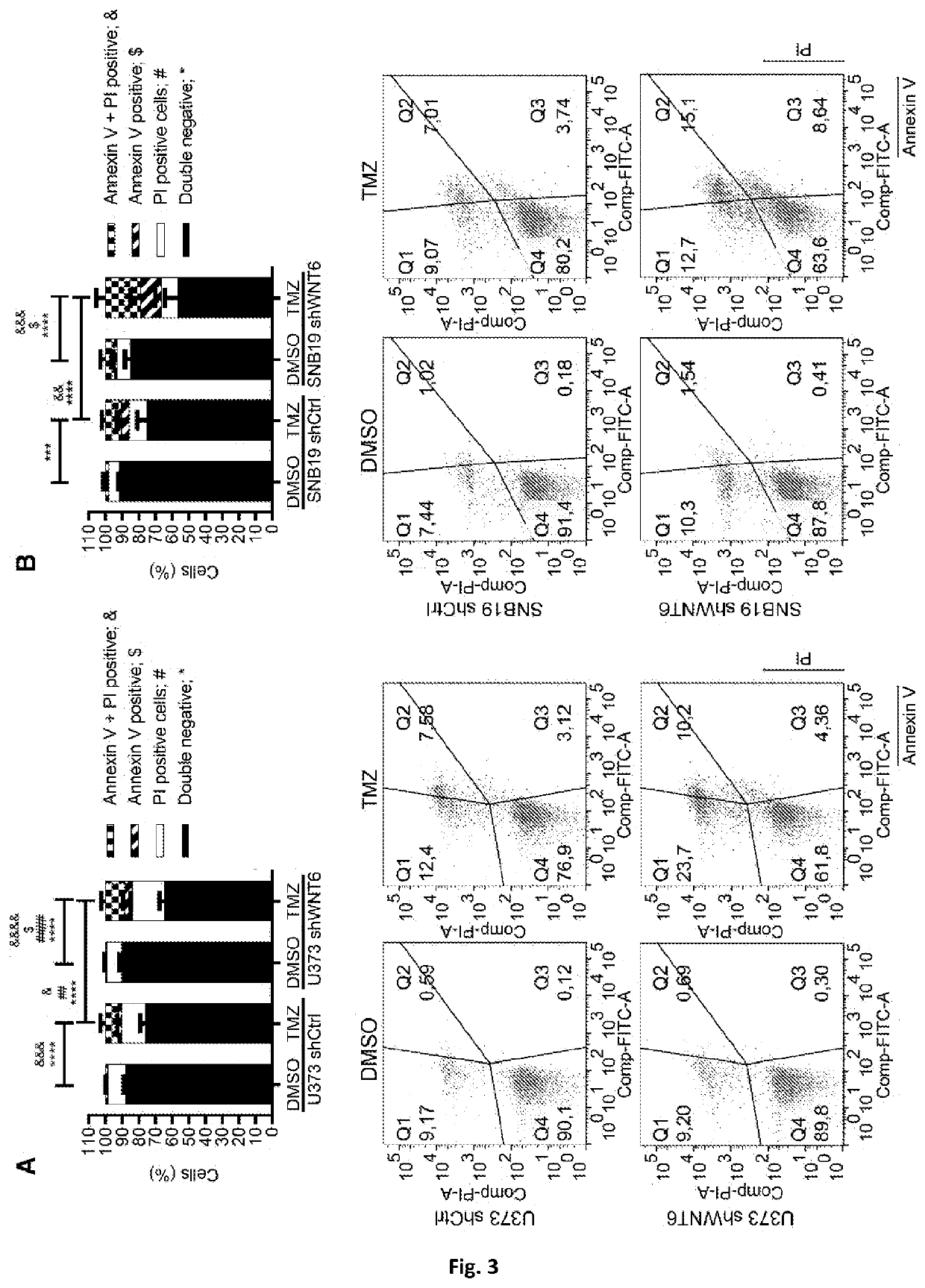 Wnt6 as glioblastoma oncogenic biomarker, and uses of inhibitors thereof