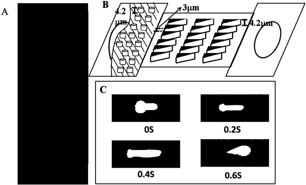 Microfluidic chip-based detection of influence of pentoxifylline on erythrocyte deformability and biochemical indexes in patients with coronary heart disease