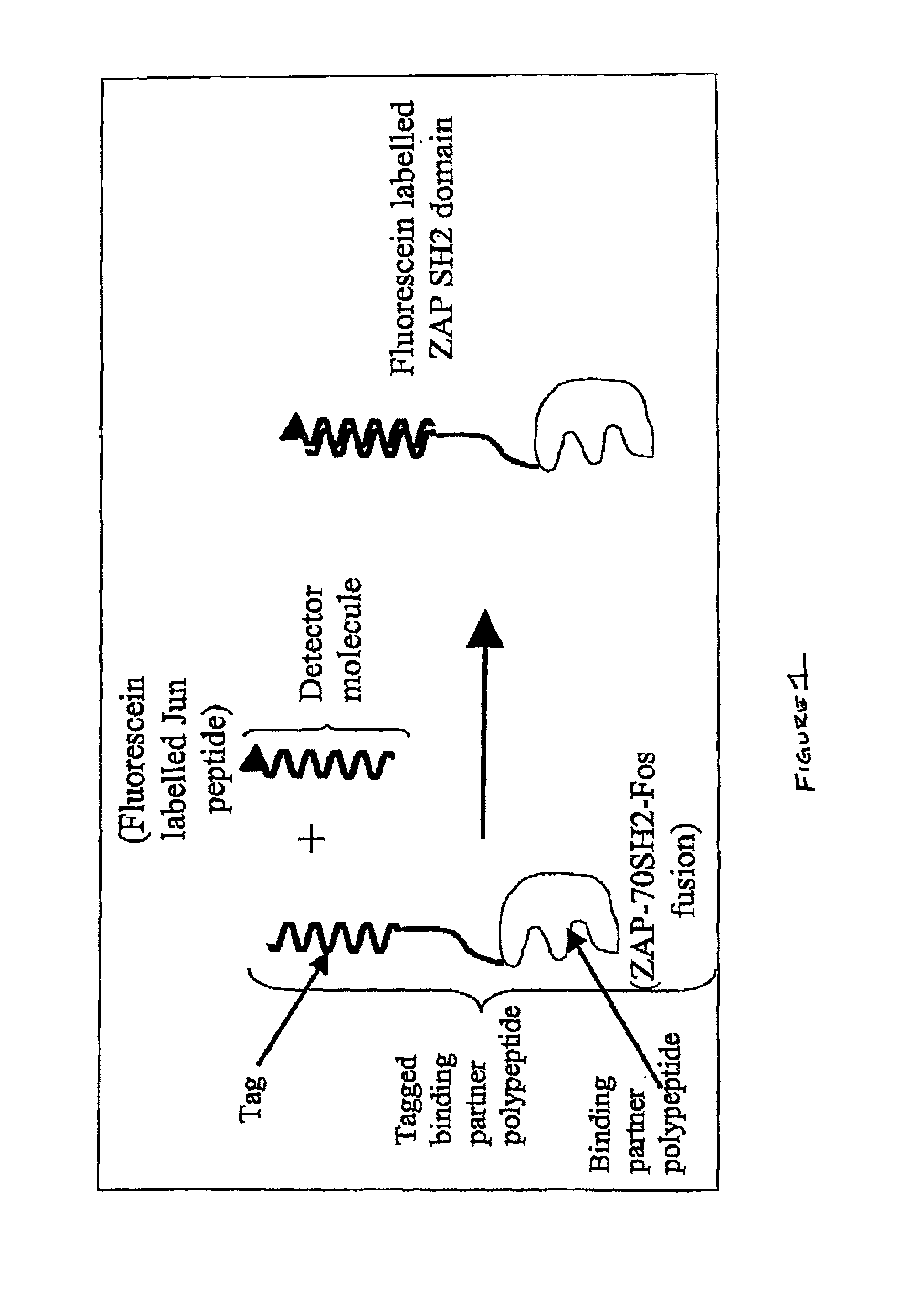 Compositions and methods for monitoring the modification of modification dependent binding partner polypeptides