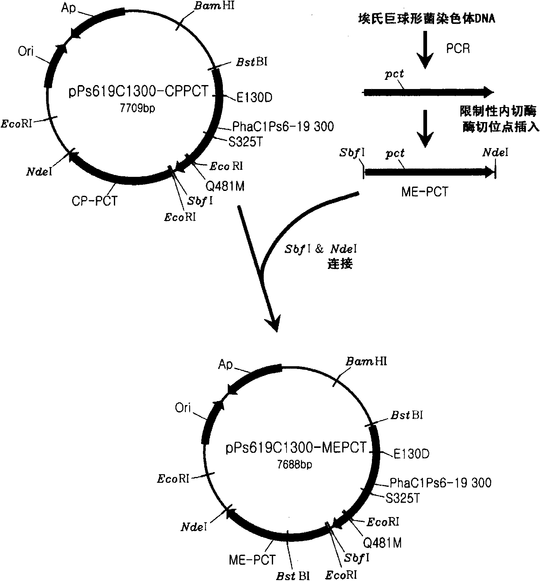 Recombinant microorganism having a producing ability of polylactate or its copolymers and method for preparing polylactate or its copolymers using the same
