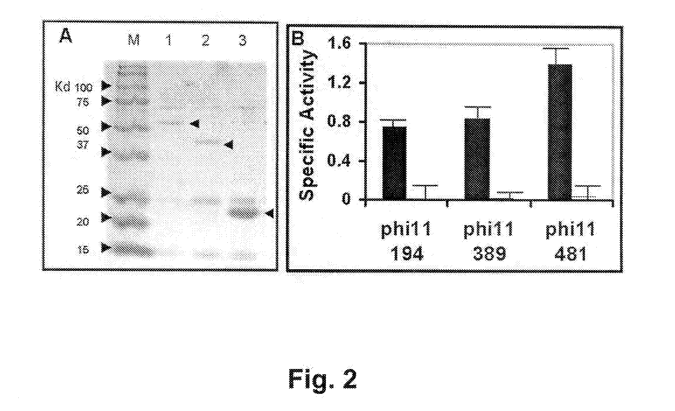 Specific Lysis of Staphylococcal Pathogens by Bacteriophage phi11 Endolysin