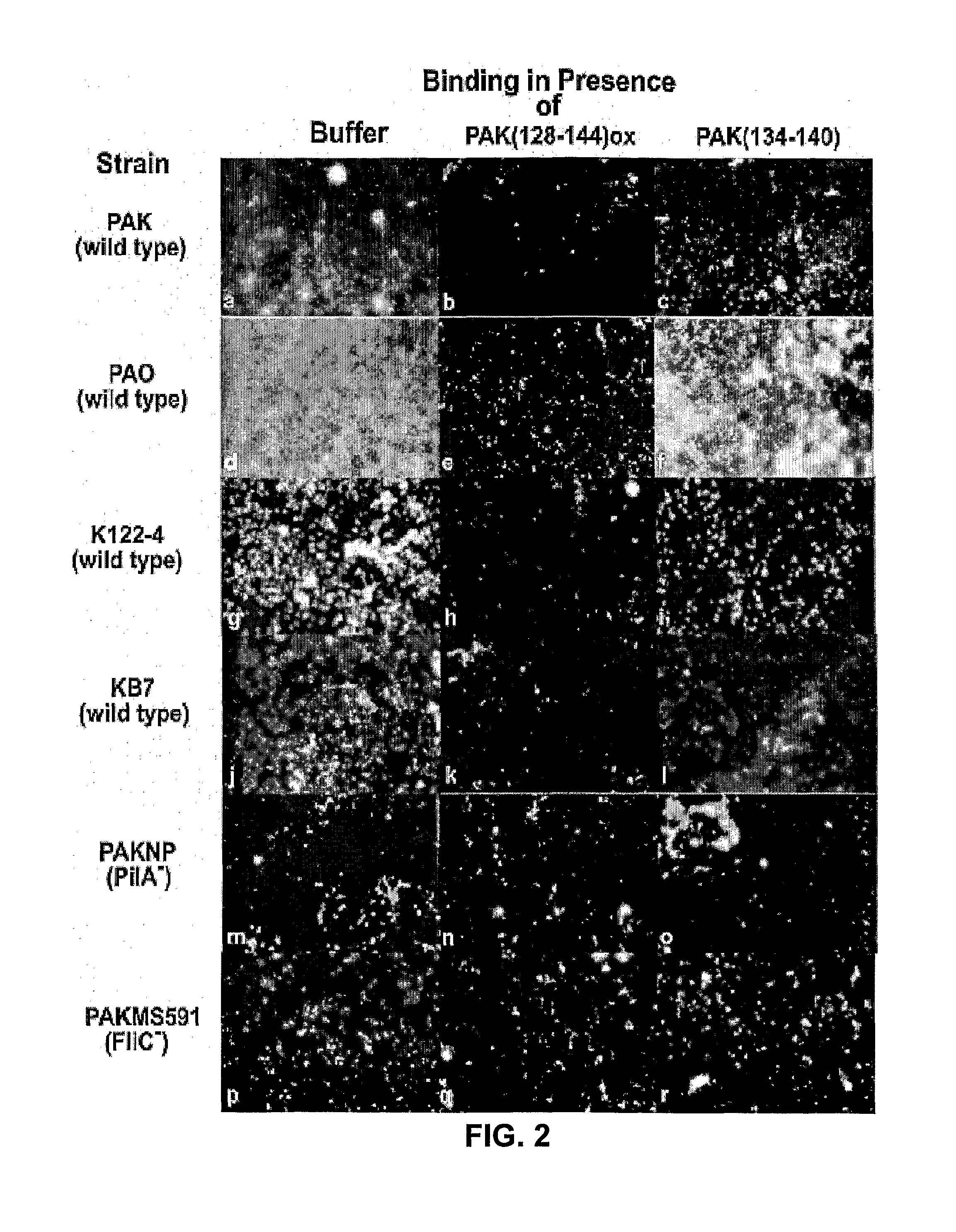 Non-toxic biofilm inhibitor