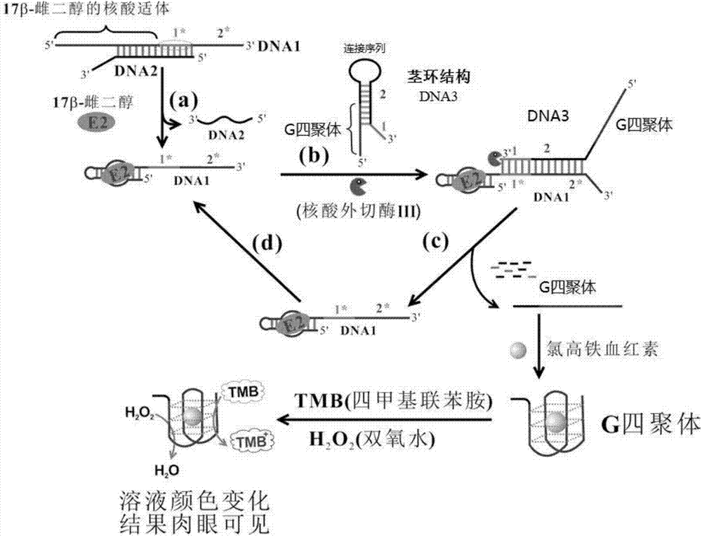 Molecular detecting method based on exonuclease and G tetramer and detecting kit