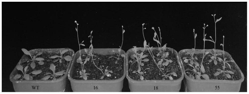 Application of cotton GHPSAT2 gene in promoting flowering of plants