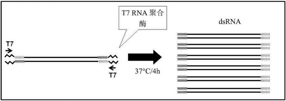 RNA polymerase ii33 nucleic acid molecules to control insect pests