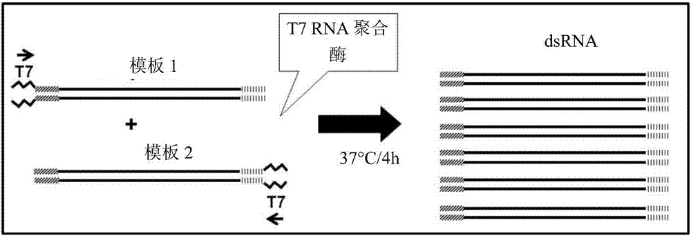 RNA polymerase ii33 nucleic acid molecules to control insect pests