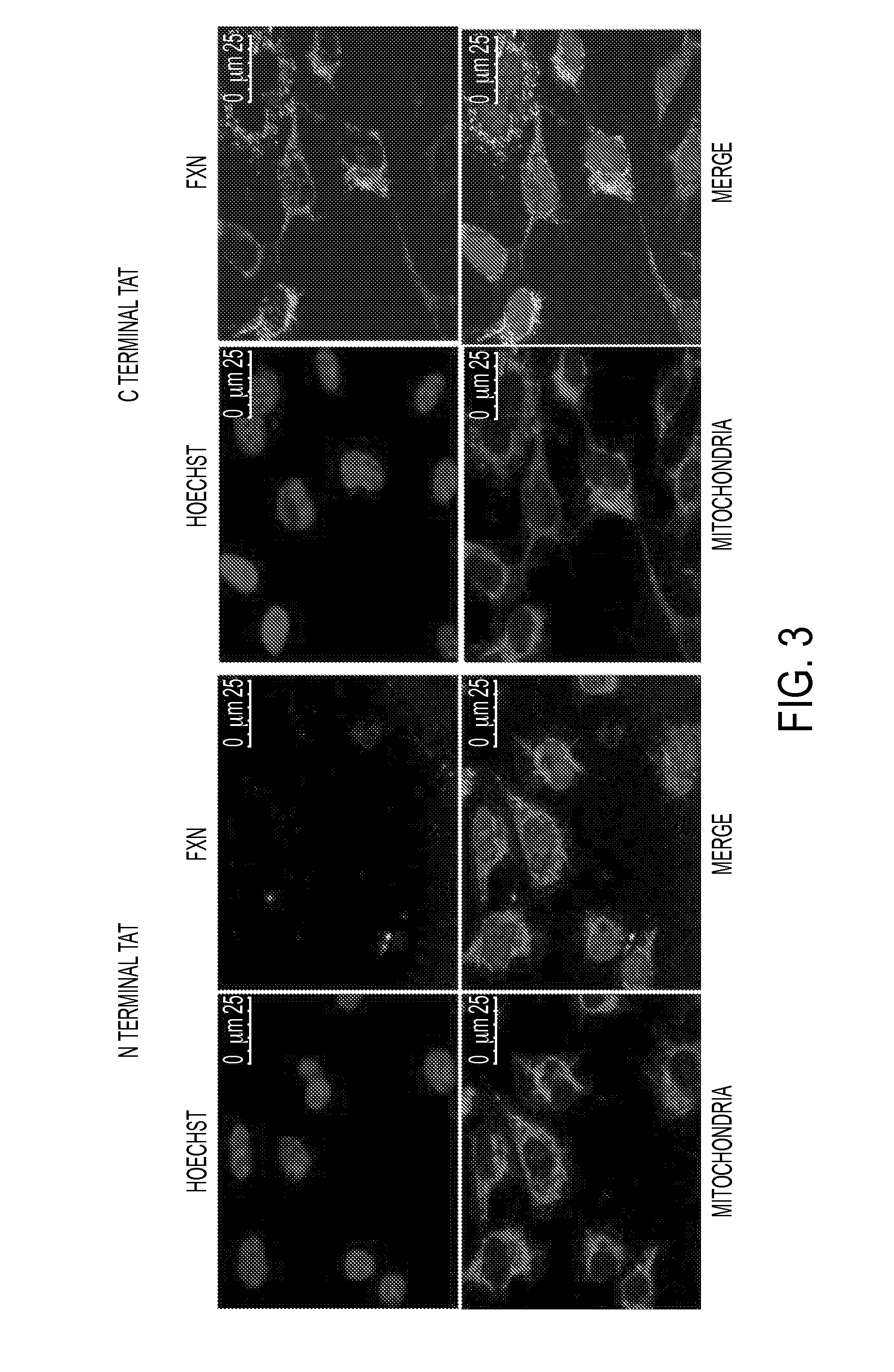 Mitochondrial targeting and therapeutic use thereof