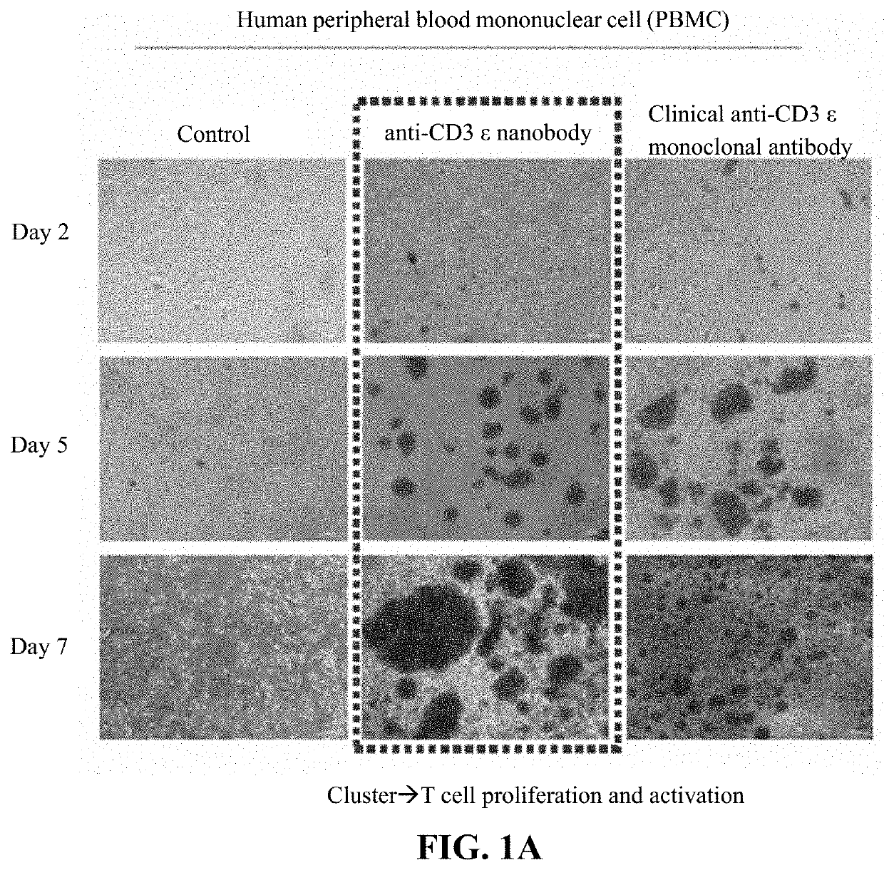 Anti-t-cell nanobody and nucleic acid encoding sequence thereof, and uses of the same