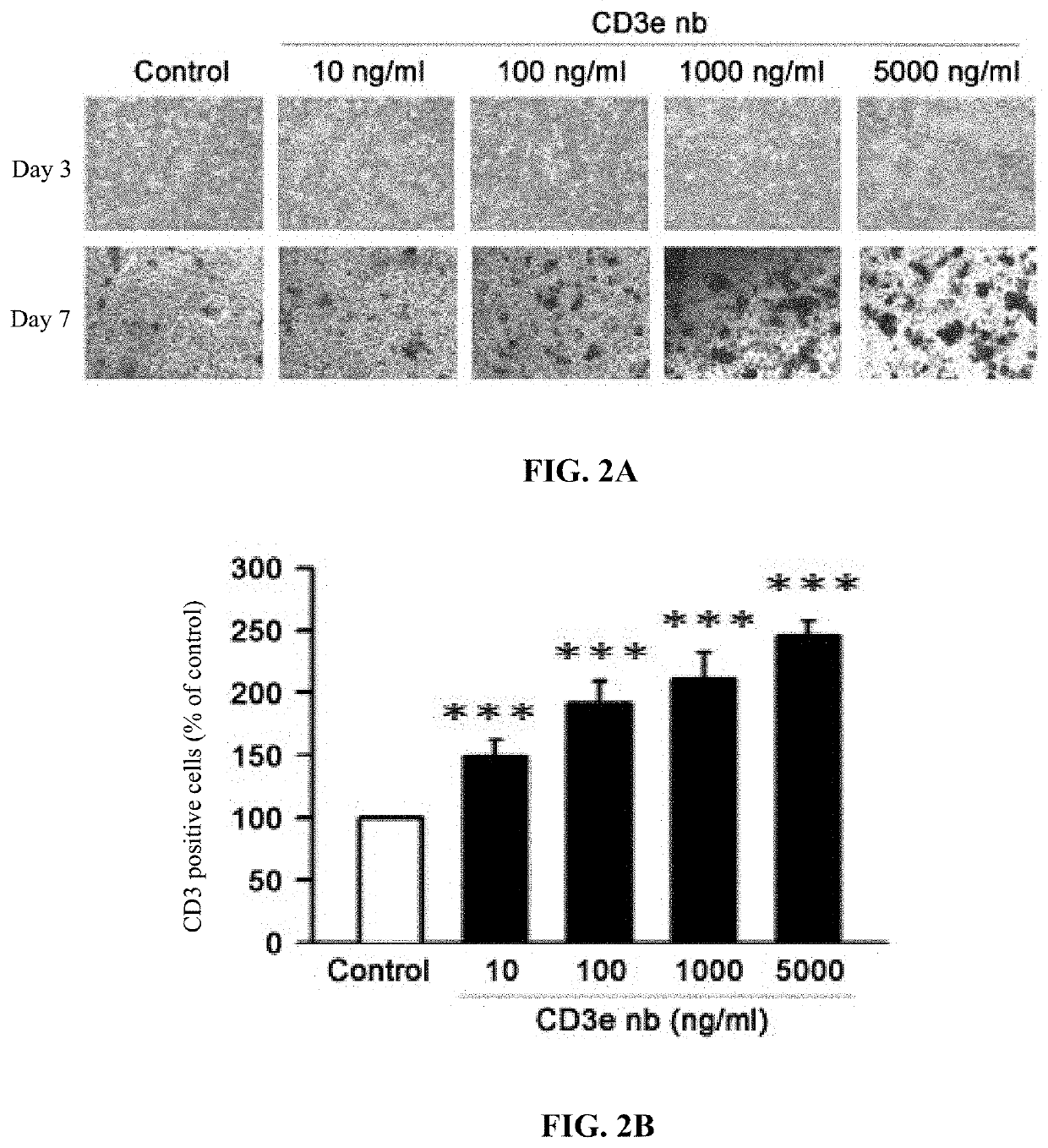 Anti-t-cell nanobody and nucleic acid encoding sequence thereof, and uses of the same